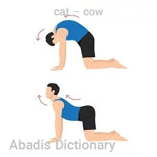 cat – cow